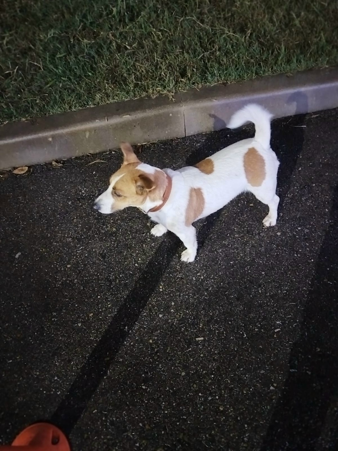 Найдена собака в Сочи — фото объявления