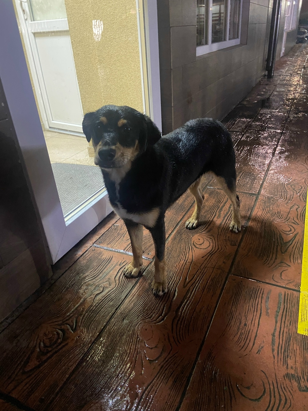 Найдена собака в Сочи — фото объявления