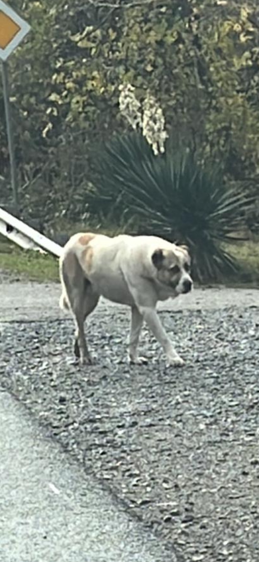 Найдена собака в Сочи — фото объявления