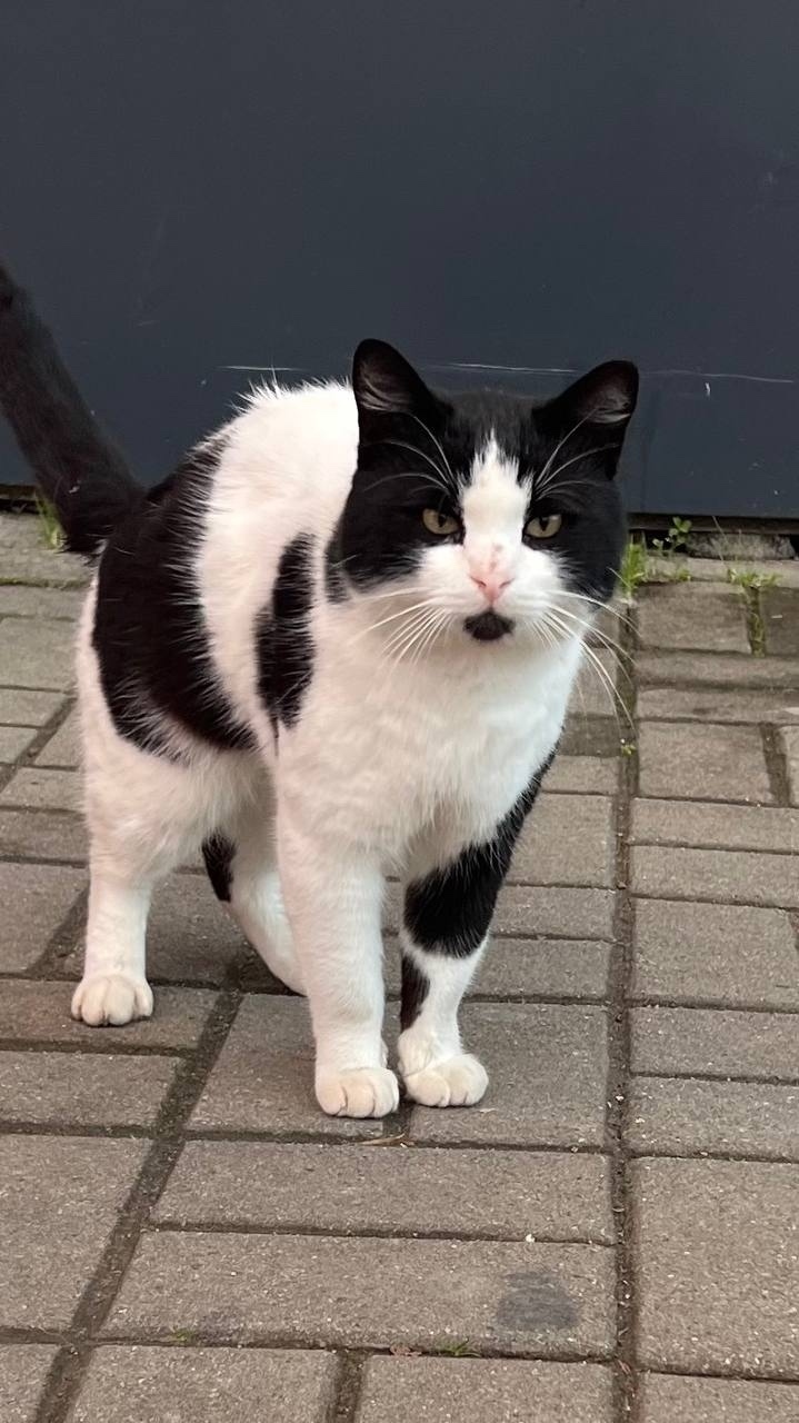 Найдена кошка в Сочи — фото объявления