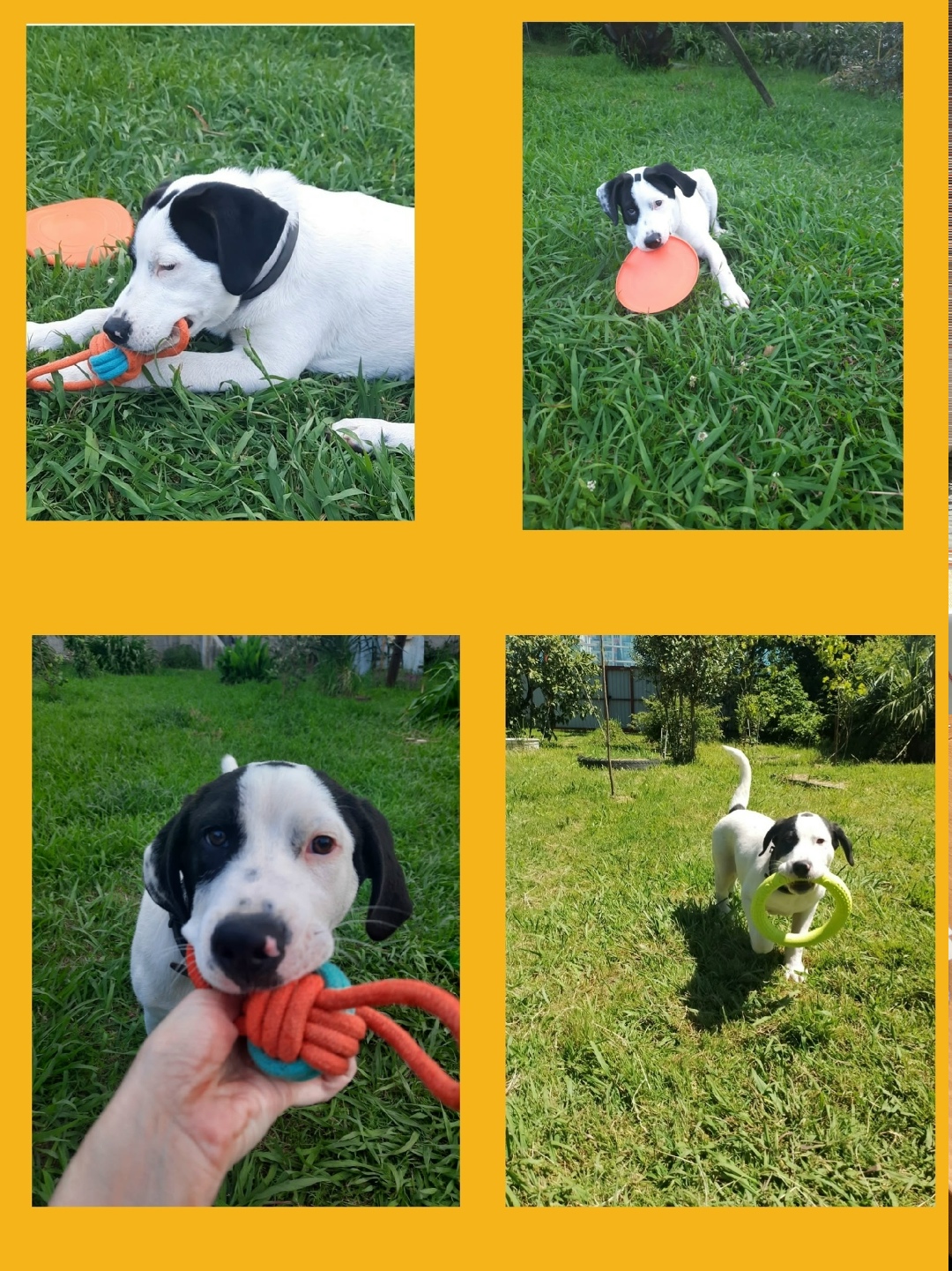 Пропала собака в Сочи — фото объявления