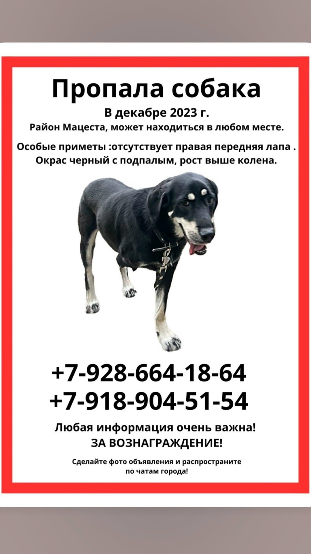 Пропала собака в Сочи — фото объявления