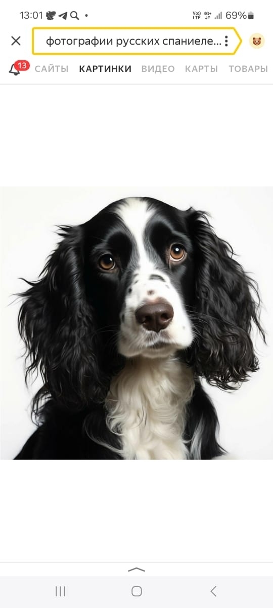 Пропала собака в Сочи — фото объявления