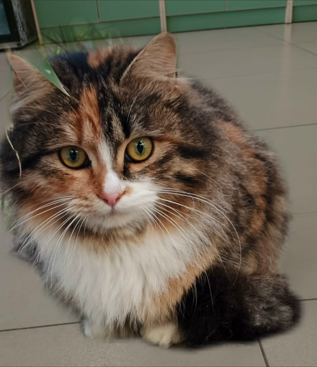 Пропала кошка в Сочи — фото объявления