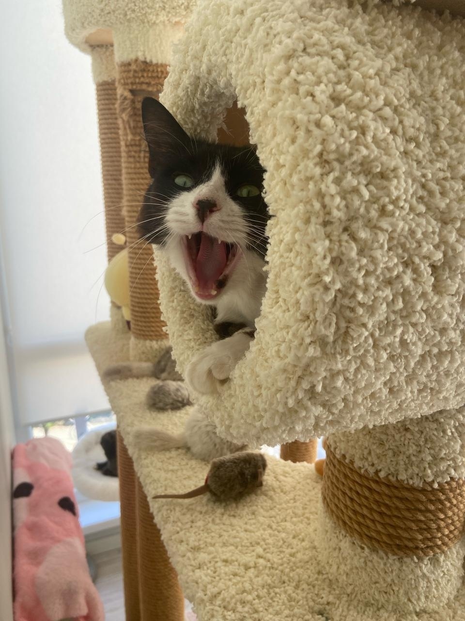 Найдена кошка в Сочи — фото объявления