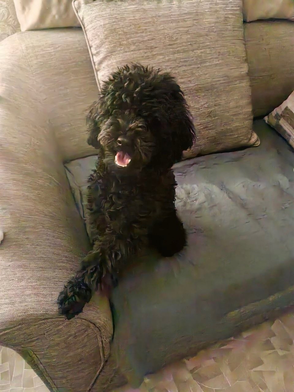 Пропала собака в Сочи — фото объявления