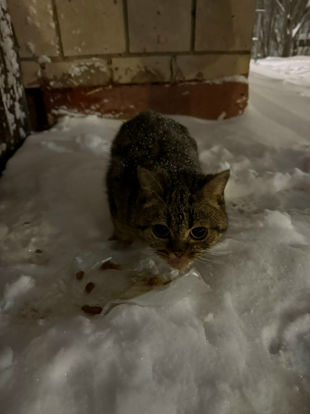 Найдена кошка в Кирове — фото объявления