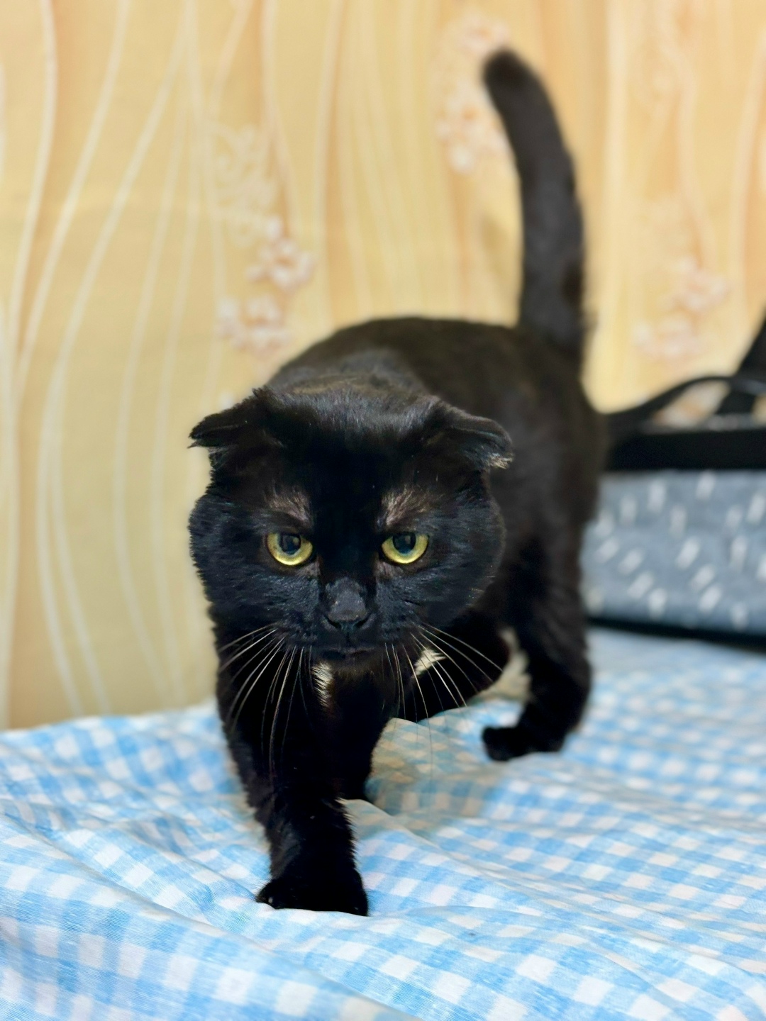 Найдена кошка в Кирове — фото объявления