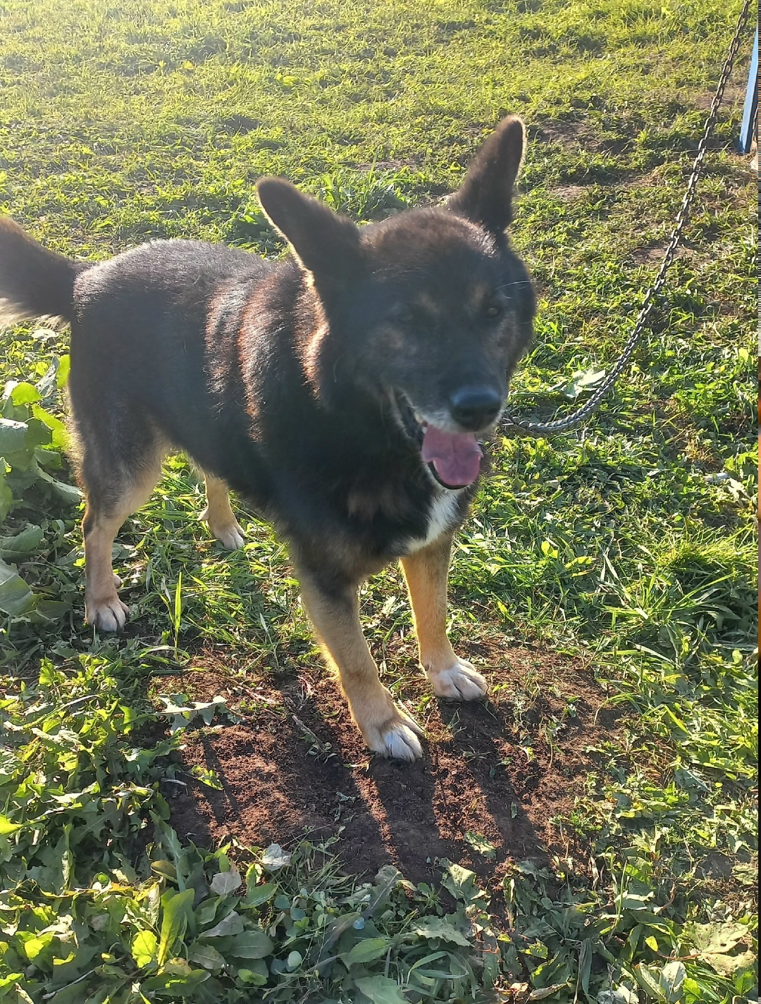 Пропала собака в Кирове — фото объявления