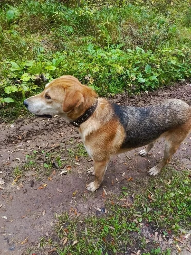 Пропала собака в Кирове — фото объявления