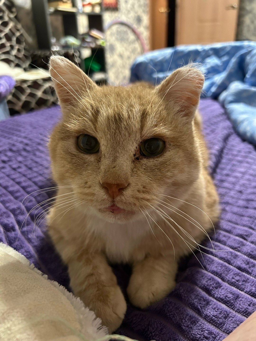 Найдена собака в Кирове — фото объявления