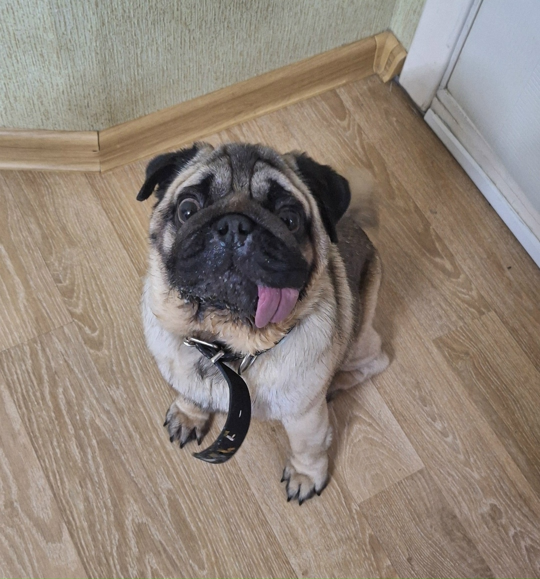 Найдена собака в Кирове — фото объявления