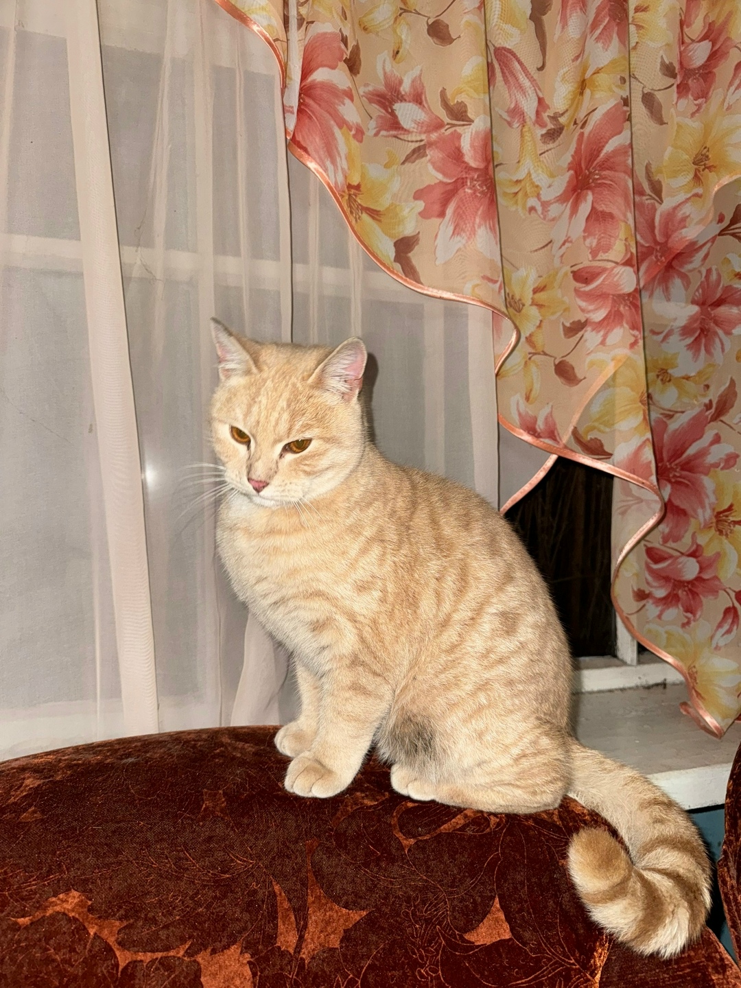 Пропала собака в Кирове — фото объявления