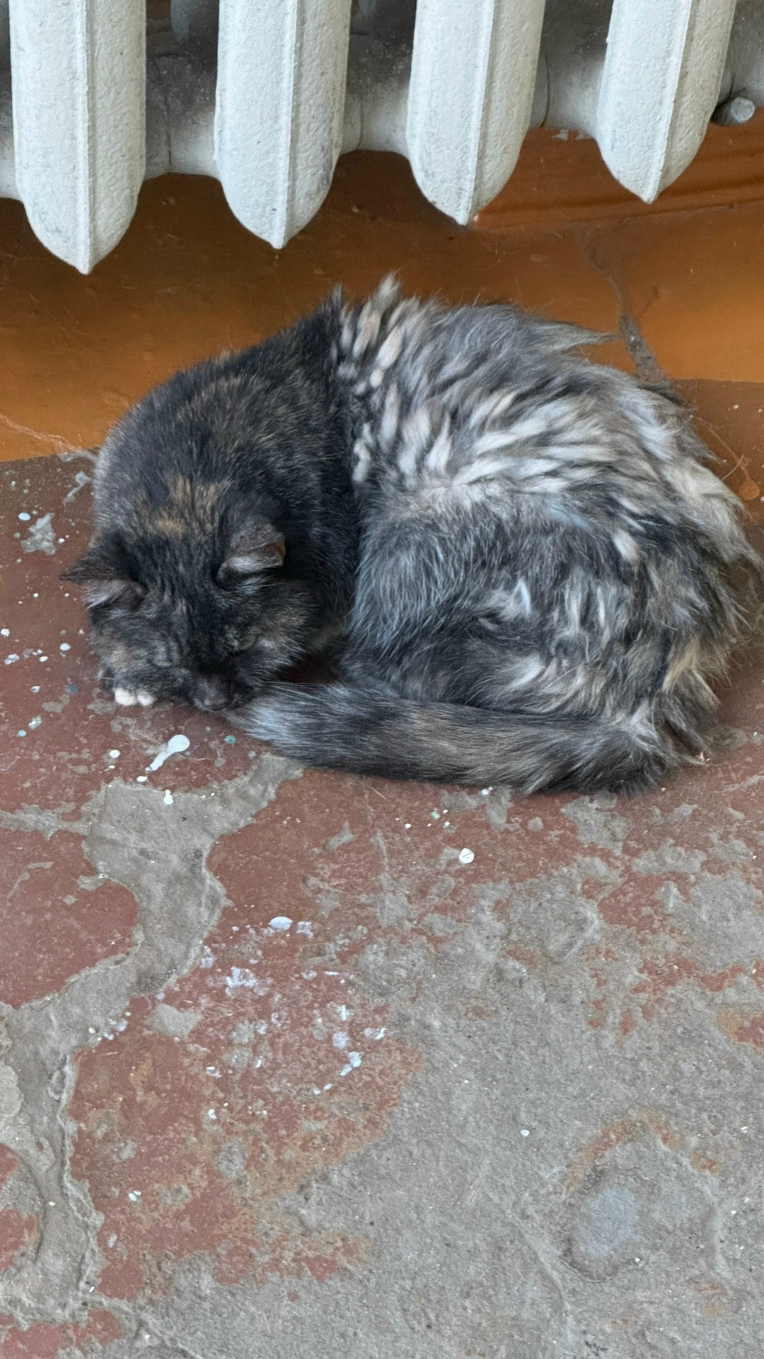 Найдена собака в Кирове — фото объявления