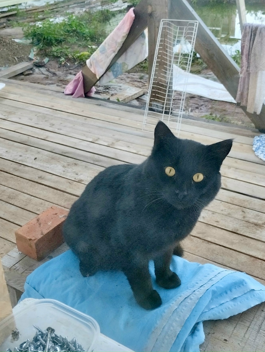 Найдена кошка в Кирове — фото объявления