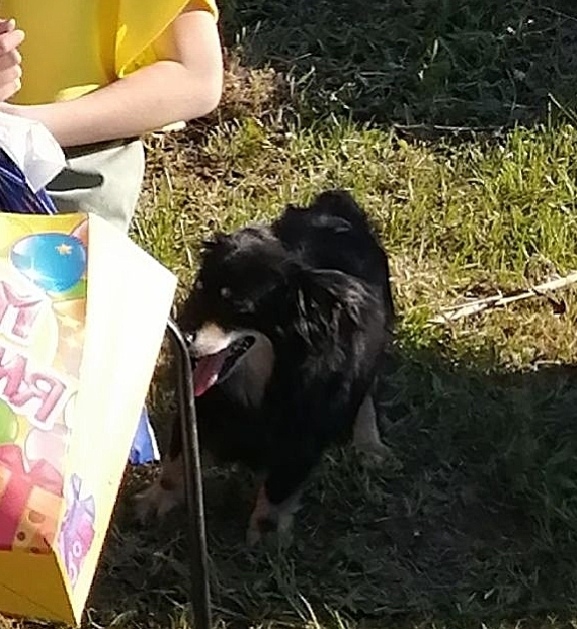 Пропала собака в Кирове — фото объявления