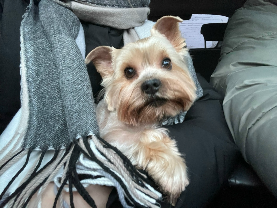 Найдена собака в Кирове — фото объявления