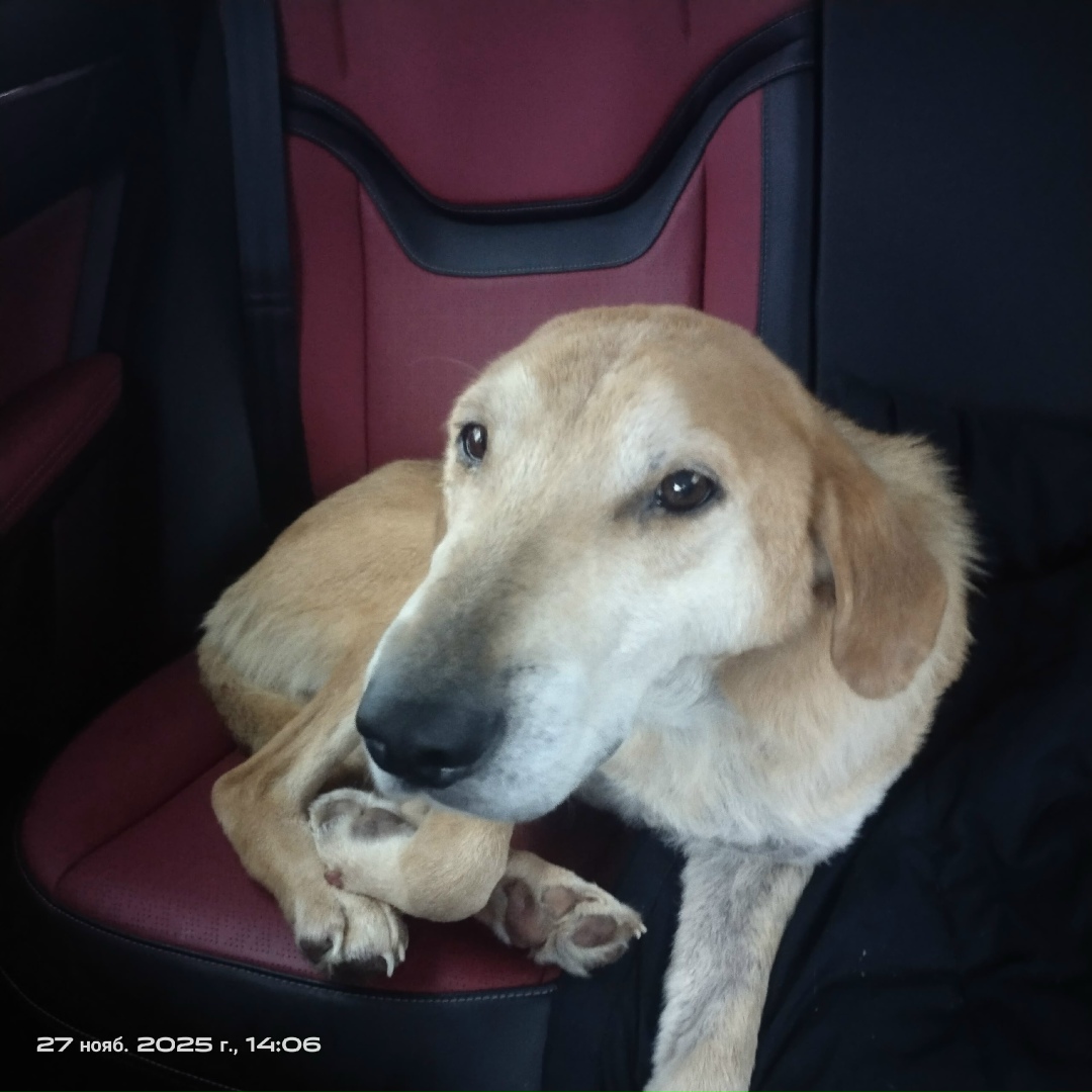 Найдена собака в Кирове — фото объявления