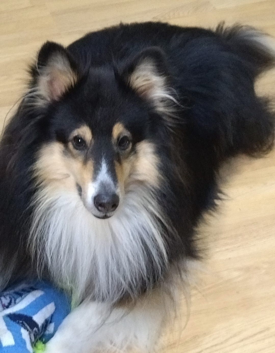 Пропала собака в Кирове — фото объявления