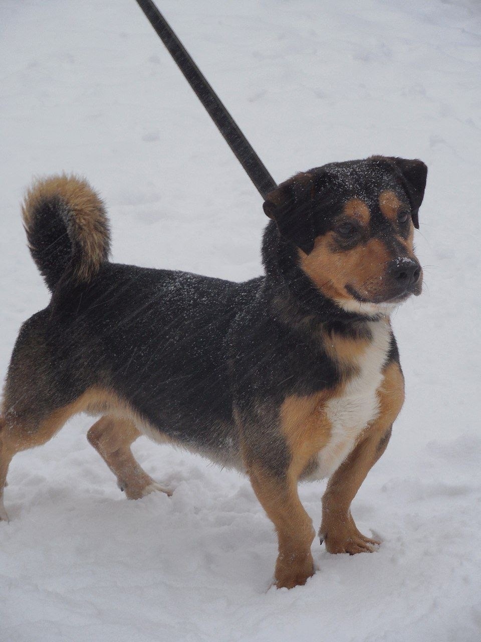 Пропала собака в Кирове — фото объявления