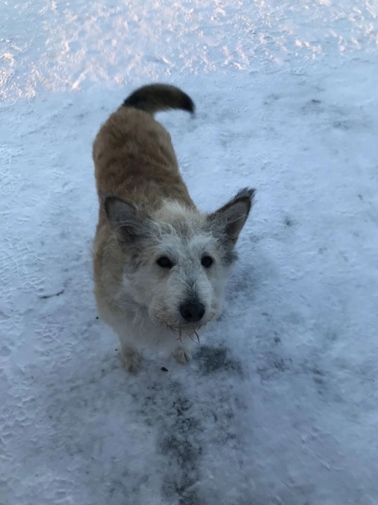 Пропала собака в Кирове — фото объявления