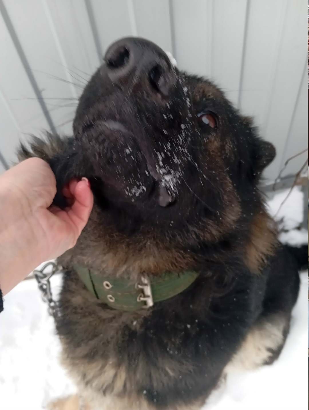 Найдена собака в Кирове — фото объявления