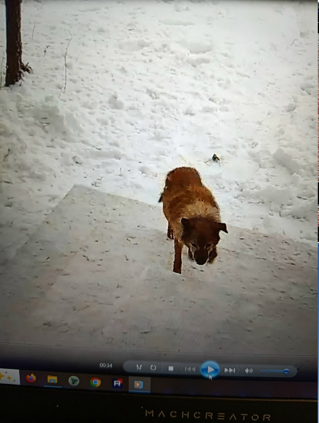Пропала собака в Кирове — фото объявления
