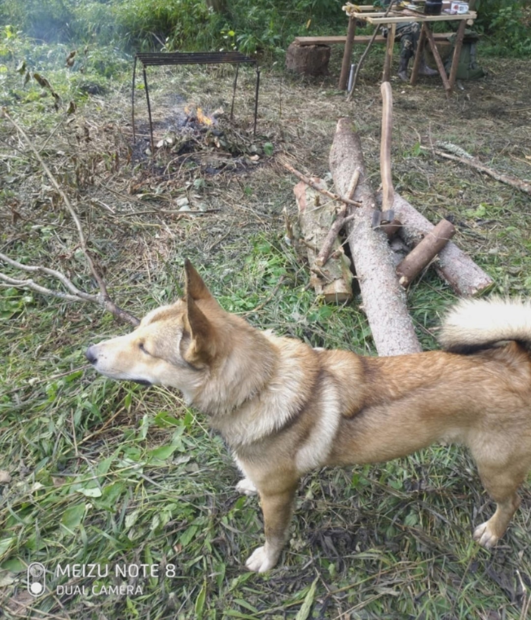 Пропала собака в Кирове — фото объявления