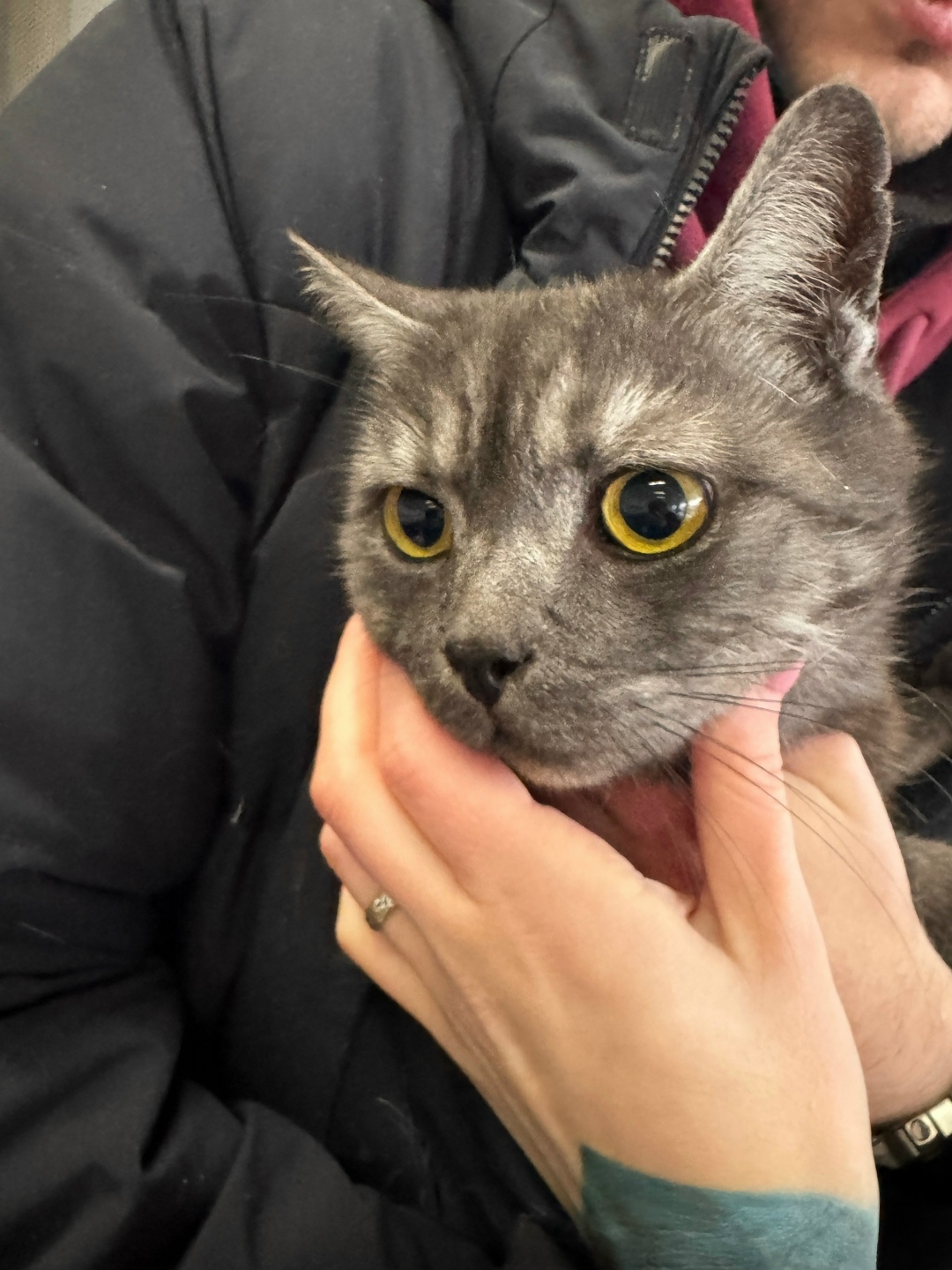 Найдена кошка в Кирове — фото объявления