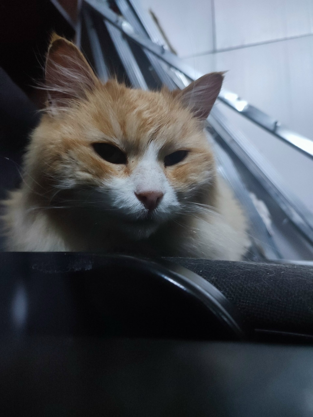 Найдена кошка в Кирове — фото объявления