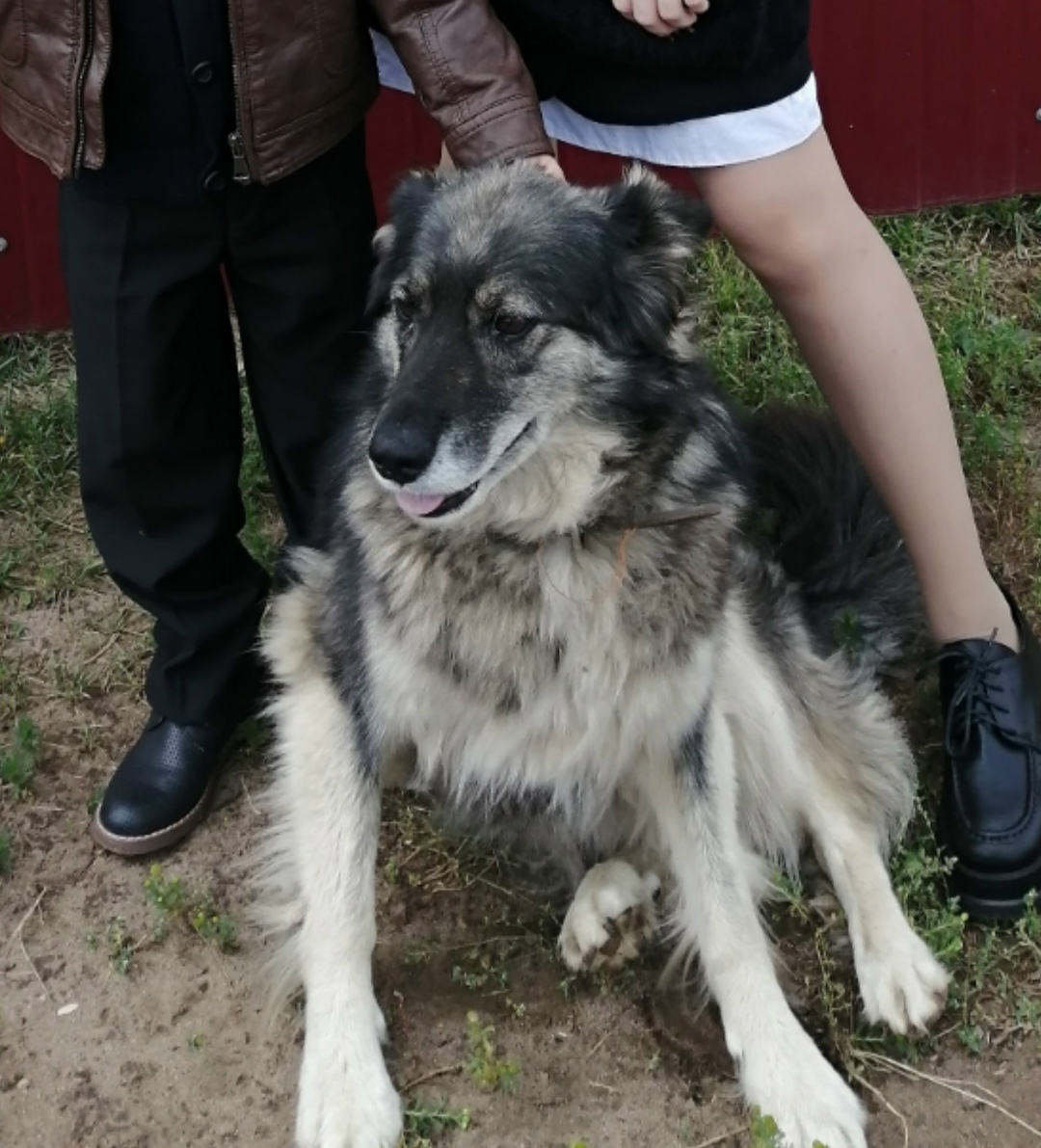 Пропала собака в Кирове — фото объявления