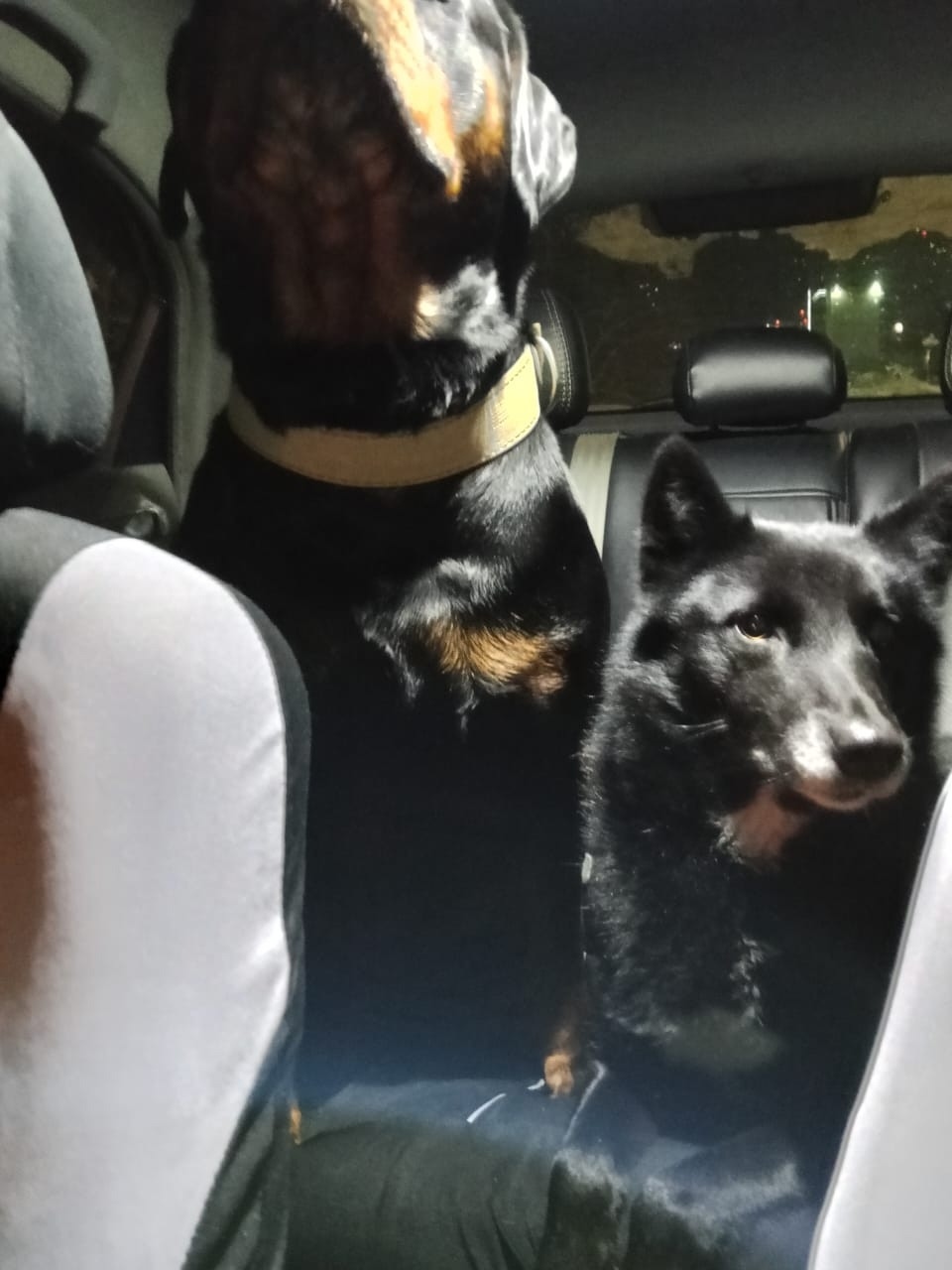 Найдена собака в Кирове — фото объявления