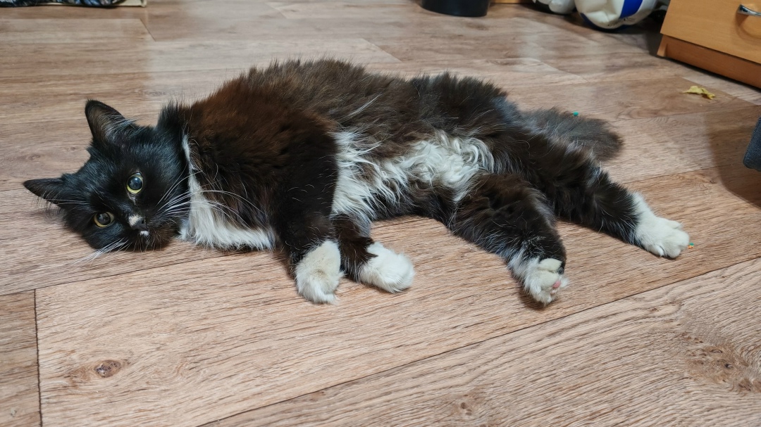 Найдена кошка в Кирове — фото объявления