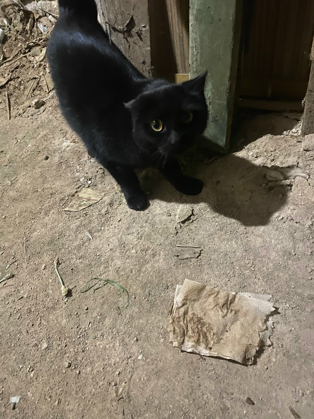 Найдена кошка в Кирове — фото объявления