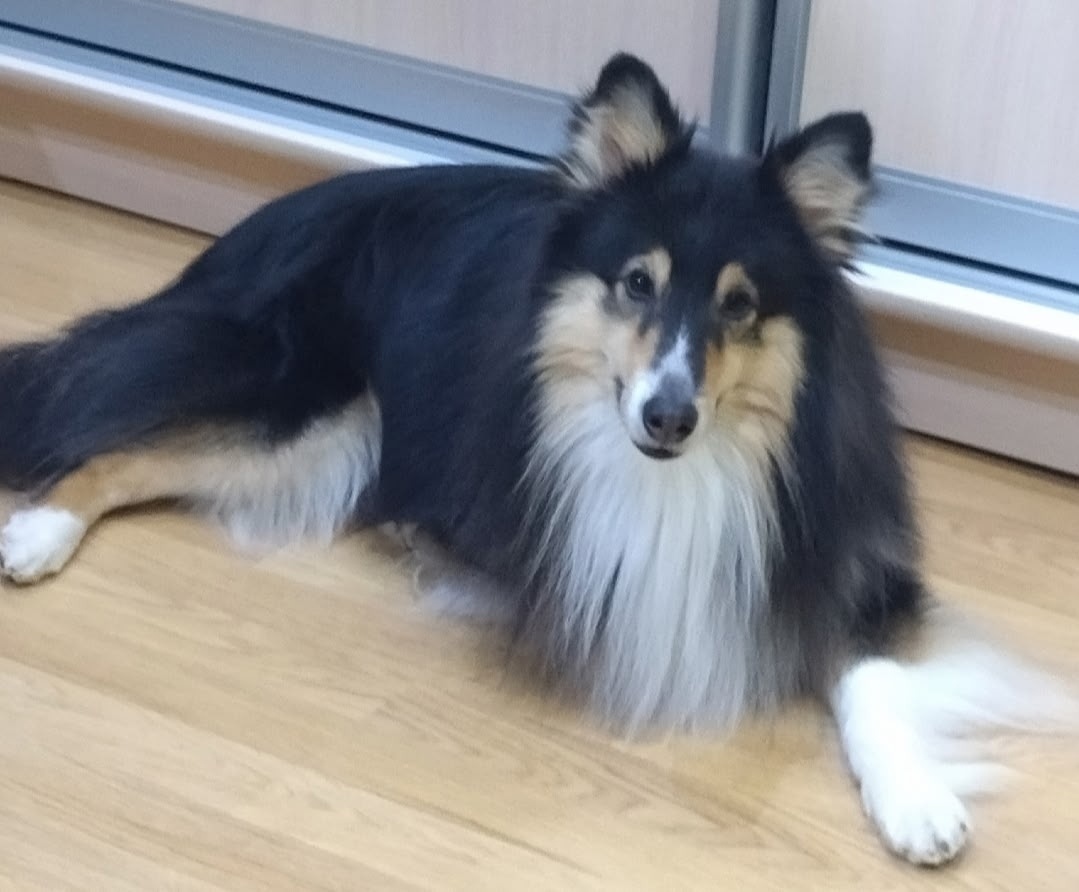 Пропала собака в Кирове — фото объявления