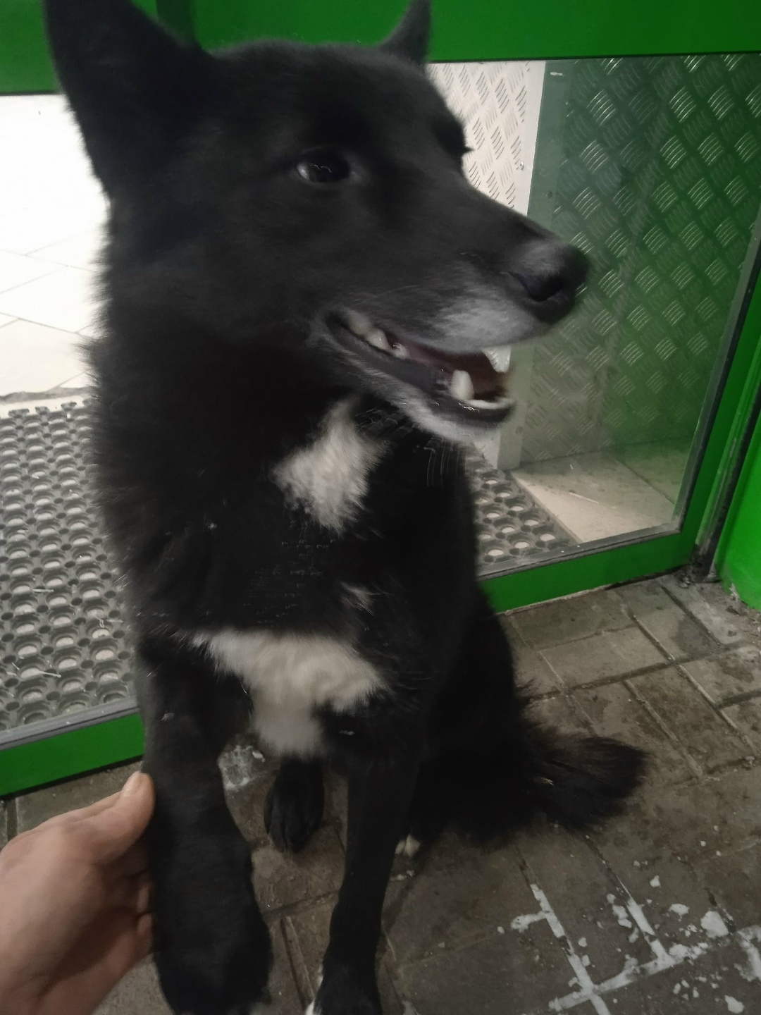 Найдена собака в Кирове — фото объявления