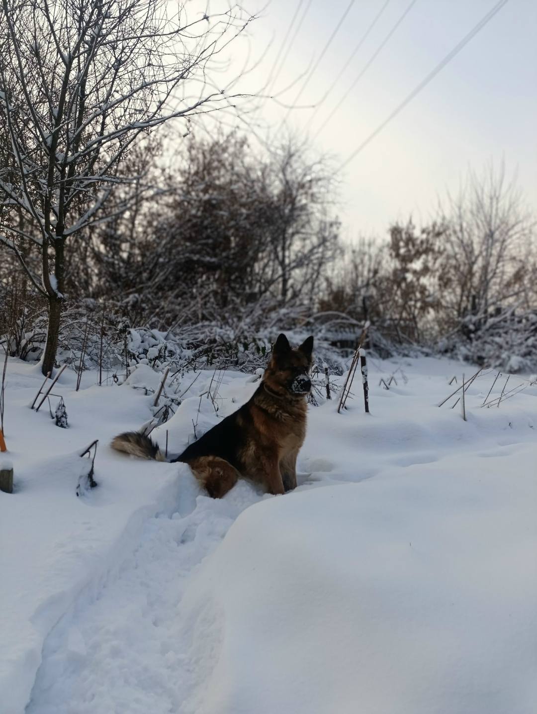Пропала собака в Кирове — фото объявления