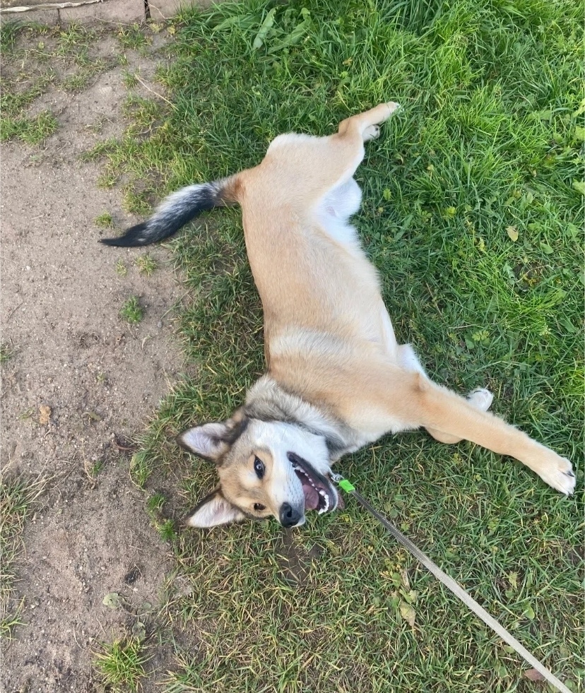 Пропала собака в Кирове — фото объявления
