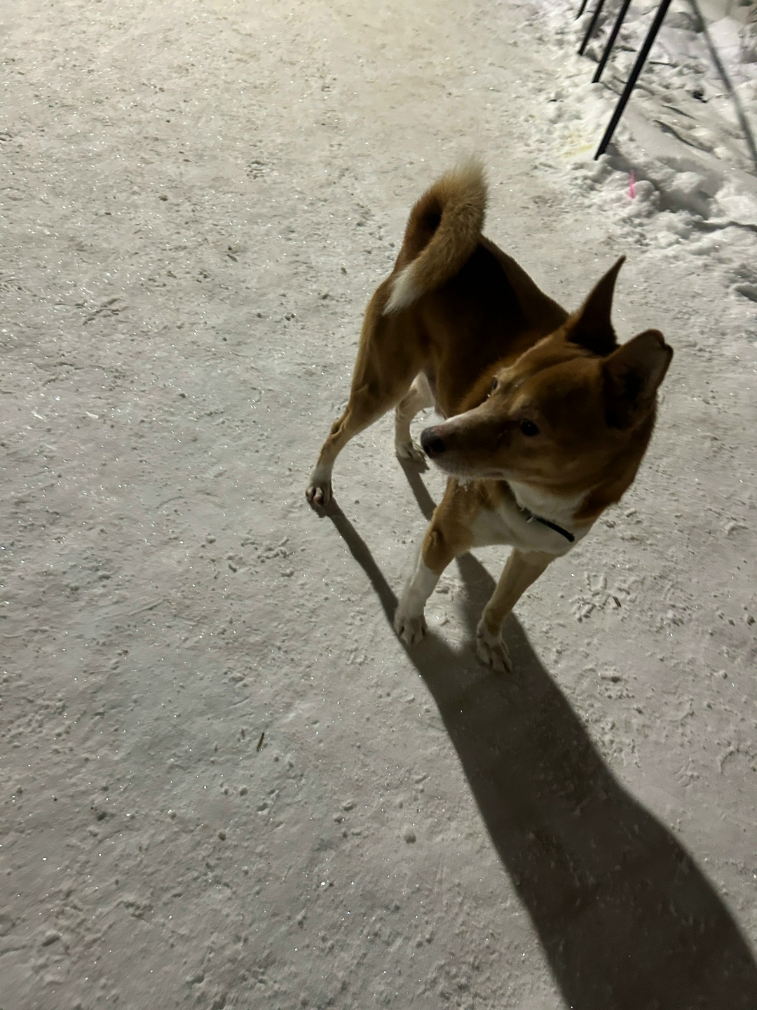 Найдена собака в Кирове — фото объявления