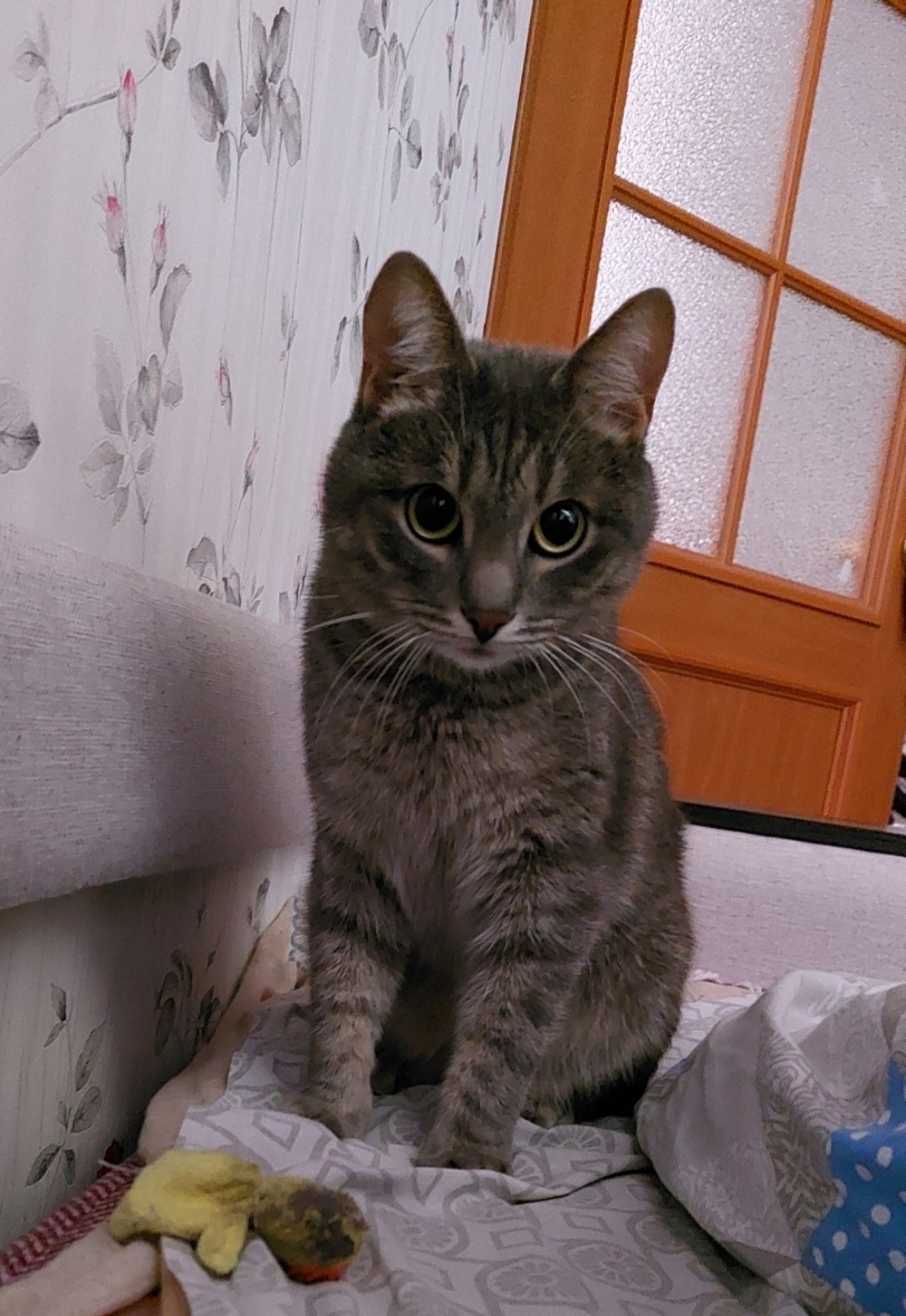 Пропала кошка в Кирове — фото объявления