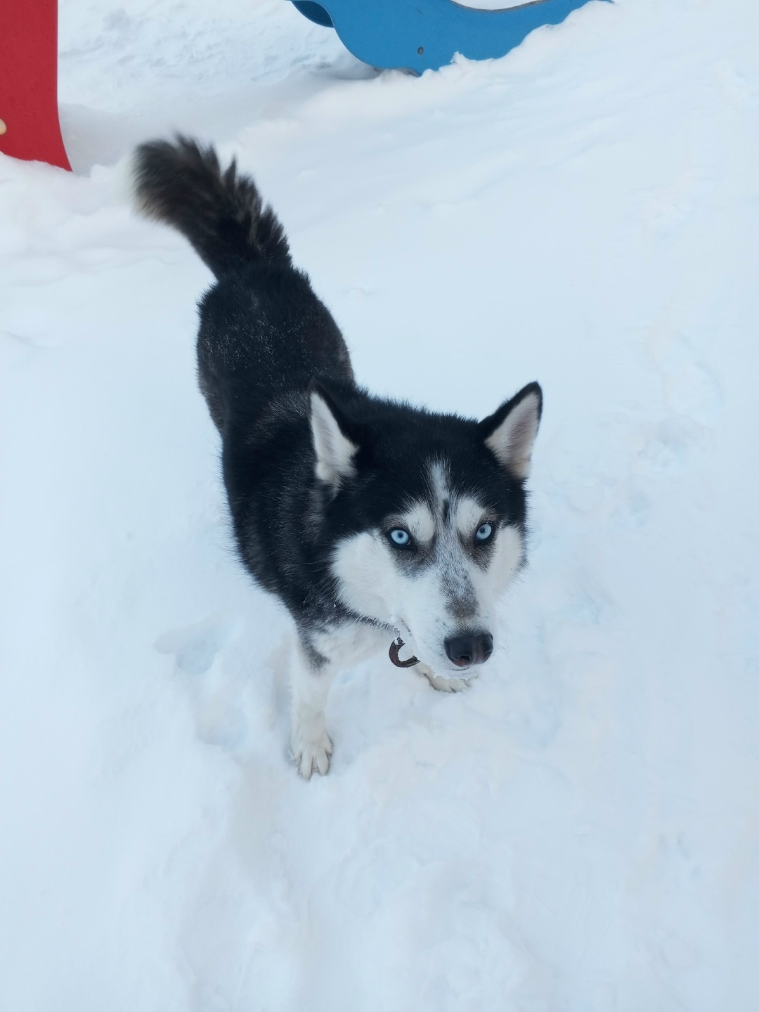 Пропала собака в Кирове — фото объявления