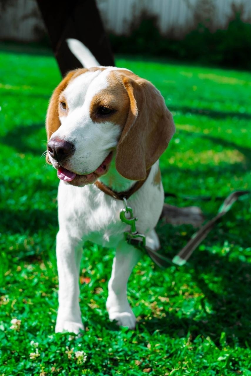 Пропала собака в Кирове — фото объявления