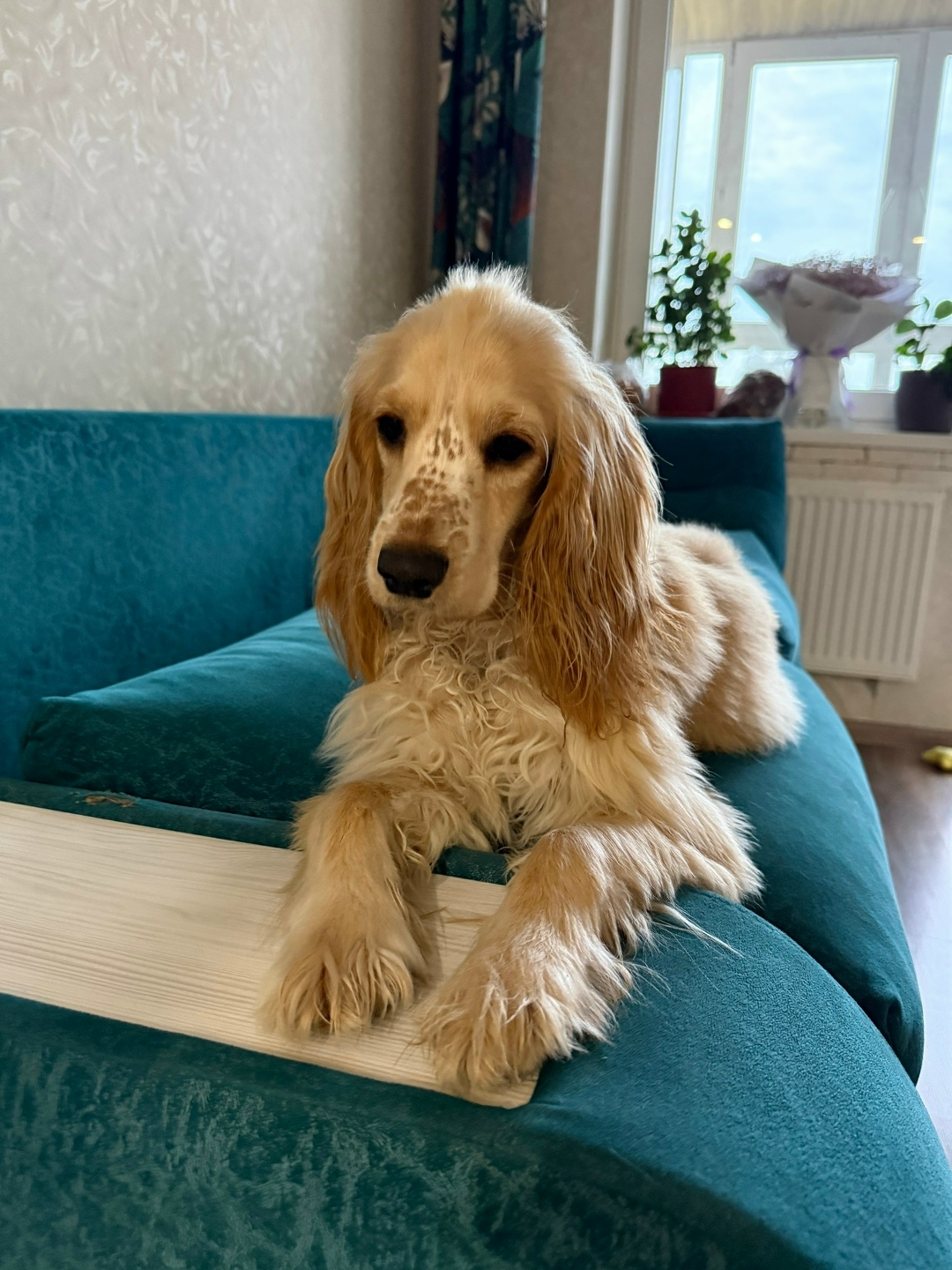 Пропала собака в Кирове — фото объявления