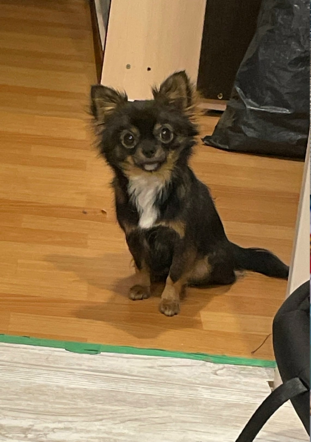 Пропала собака в Кирове — фото объявления