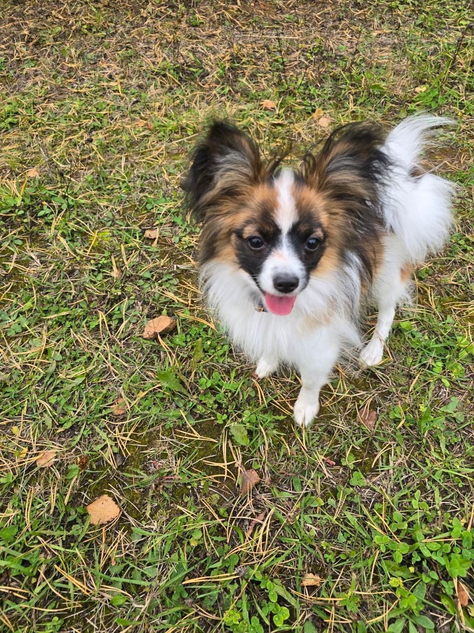 Пропала собака в Кирове — фото объявления