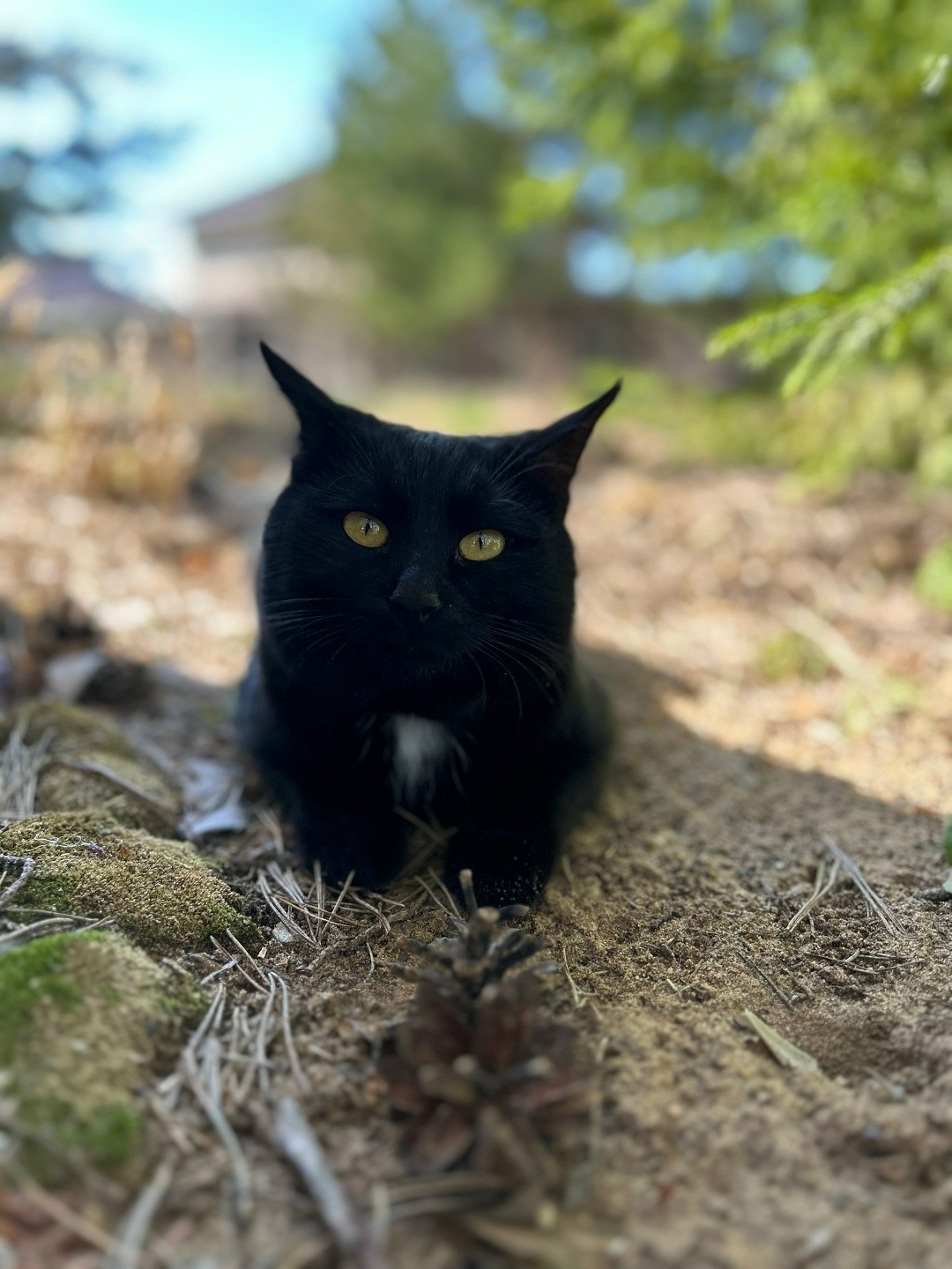 Пропала кошка в Кирове — фото объявления