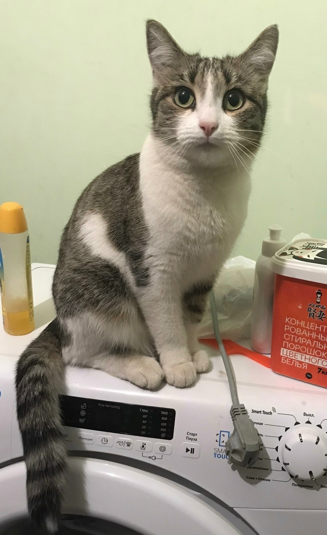 Пропала кошка в Кирове — фото объявления