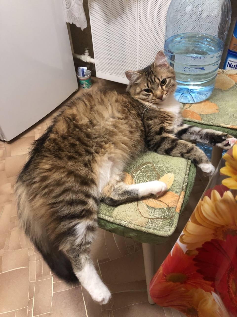 Пропала кошка в Кирове — фото объявления