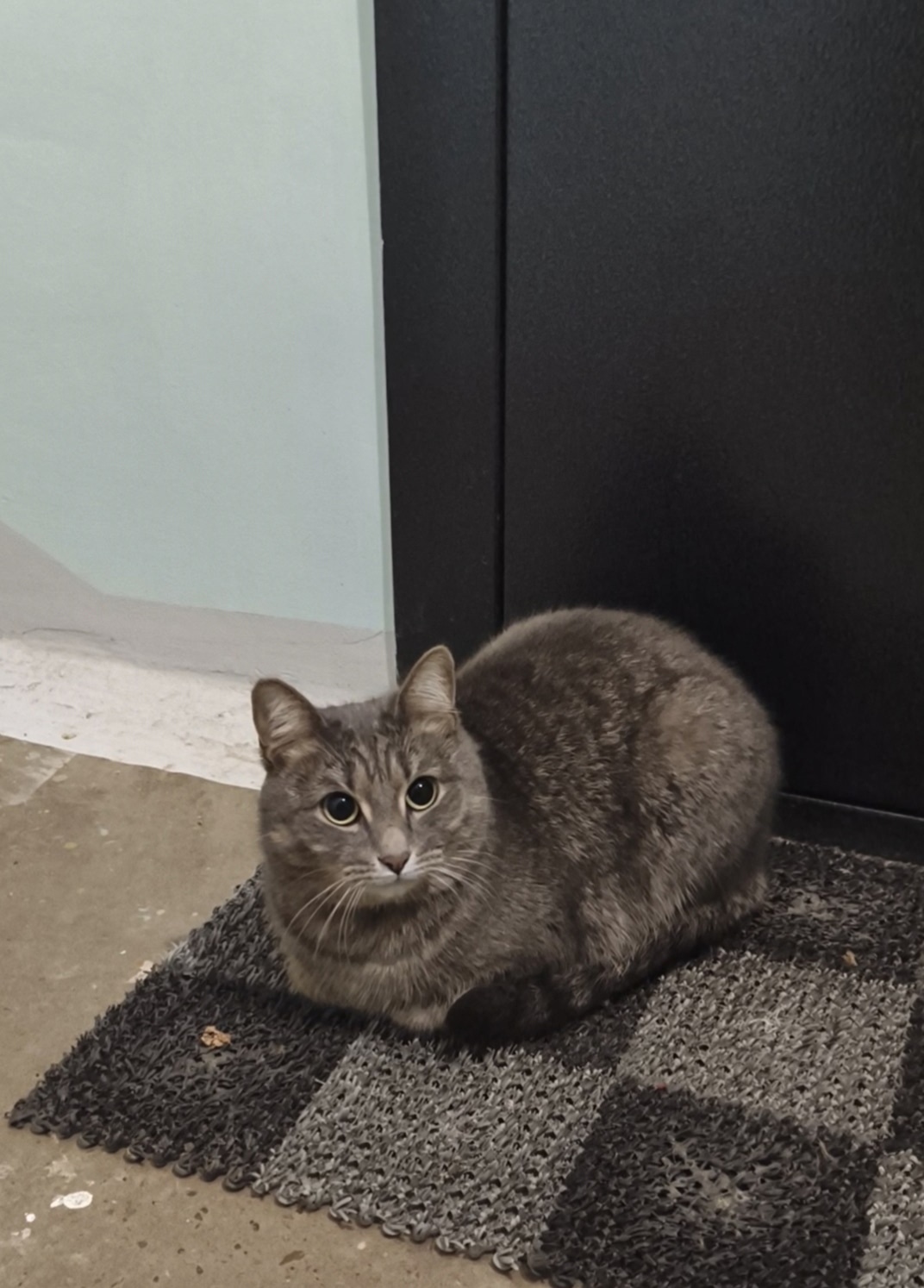 Найдена кошка в Кирове — фото объявления