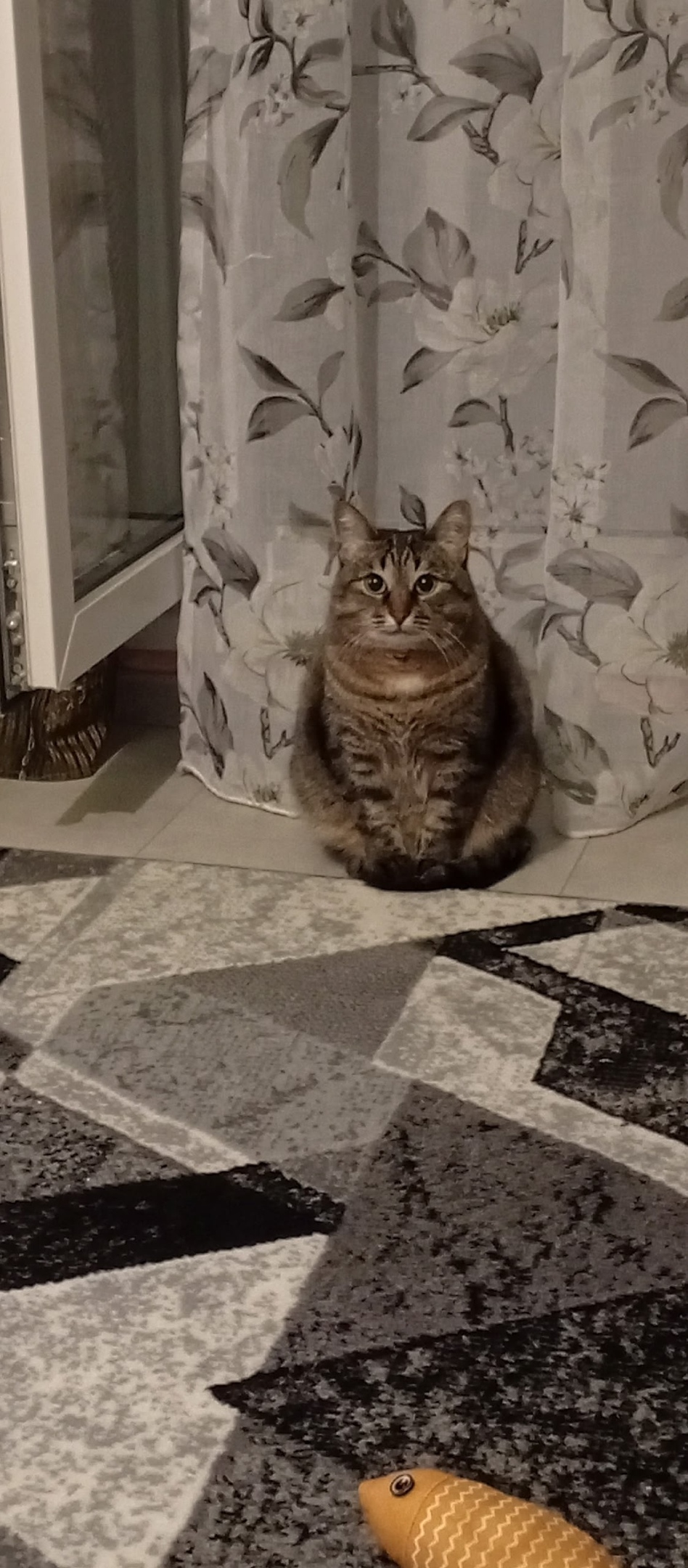 Пропала кошка в Кирове — фото объявления